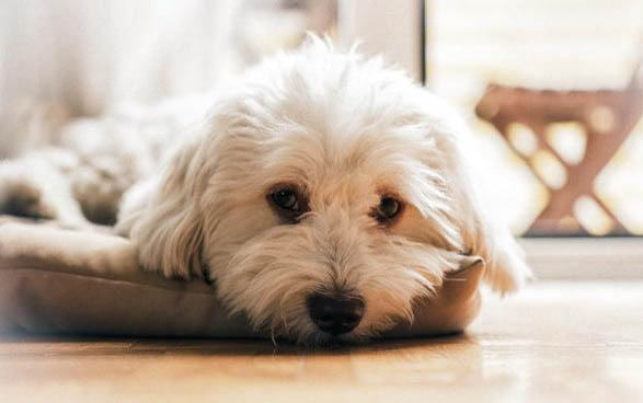 怎么判斷史畢諾犬得了什么病