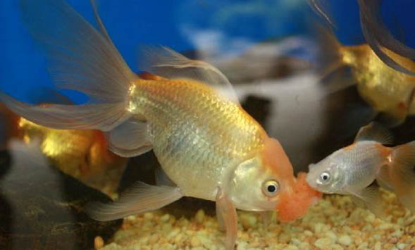 黑色魚一般養幾條好