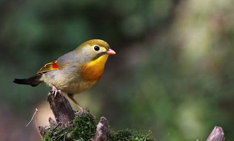 玄鳳雛鳥多久可以斷奶