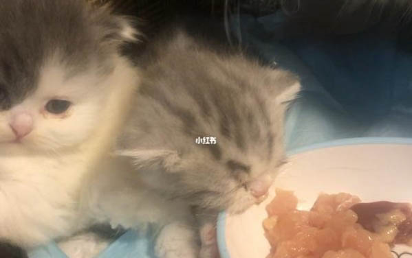 奶貓死前的征兆