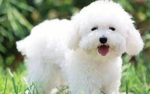 比熊犬不同環境飼養方法不同