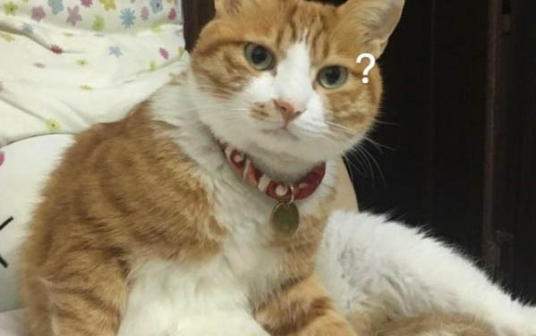 貓咪能不能吃西瓜