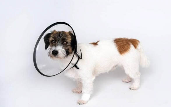 狗狗什么時候可以洗澡