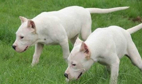 杜高和比特犬哪個(gè)厲害