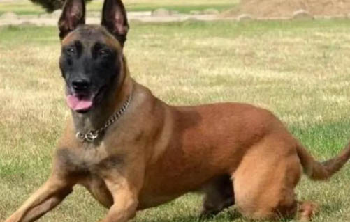 那里有馬犬出售