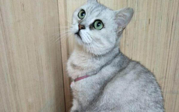 美短不粘人