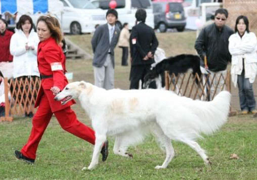 法國狼犬打噴嚏怎么辦