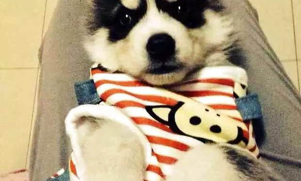 狗狗尾巴翹不起來