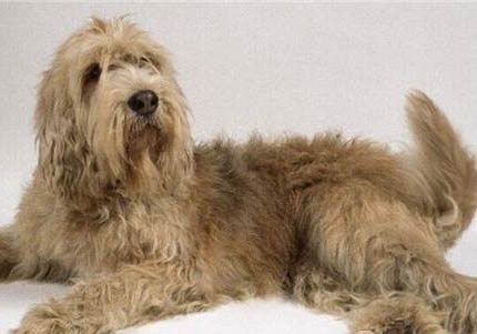 西藏獵犬太興奮怎么訓練