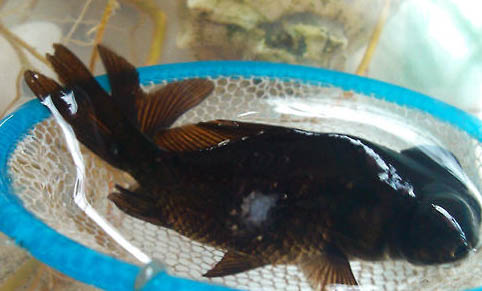 小型觀賞魚魚糧哪個牌子好