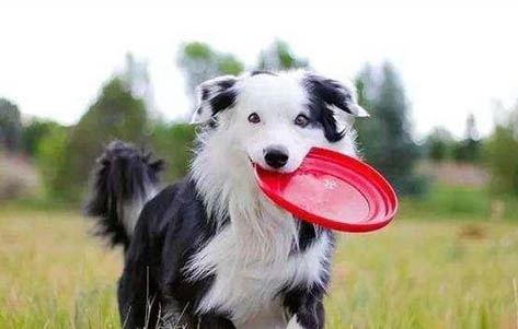 德國牧羊犬哪里有賣