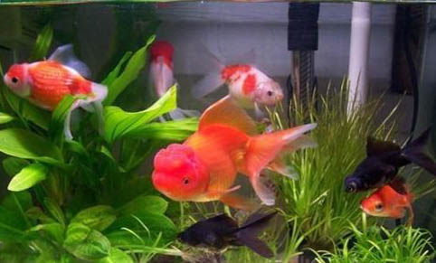 新手養(yǎng)什么金魚好養(yǎng)又好看
