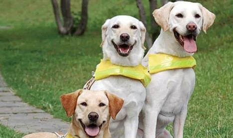 導盲犬小q是什么犬拉布拉多的溫順有更多人喜愛!