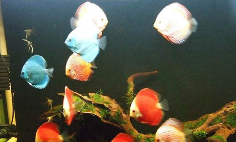 七彩魚幾天換一次水