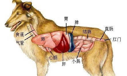 狗狗得細(xì)小癥狀有哪些