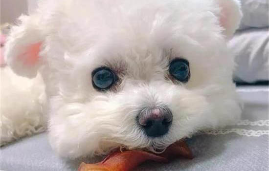 比熊和泰迪到底哪個好養？