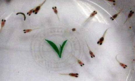 熱帶魚生小魚前有什么征兆啊