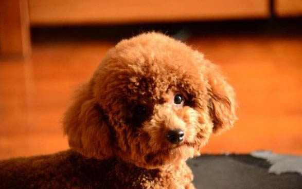 狗狗便血的原因有哪些 如何處理