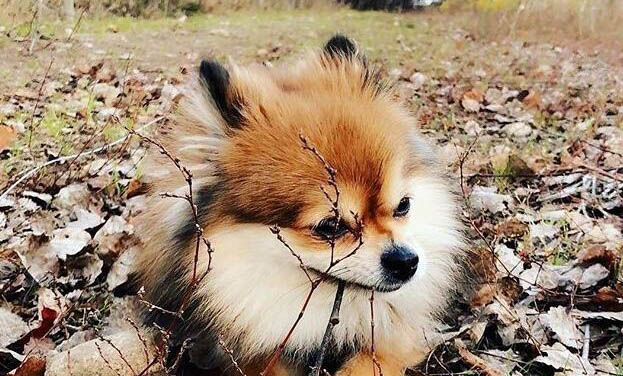 沒有尾巴的狗是什么品種呢