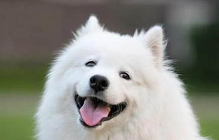 犬細小病毒的治療