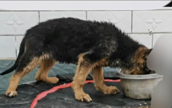 安娜圖牧羊犬的壽命一般是多久