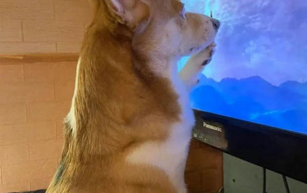 狗狗胃腸炎癥吃什么消炎藥