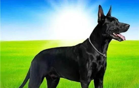 黑狼犬能長多大?