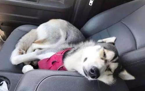 狗狗攻擊性強怎么辦