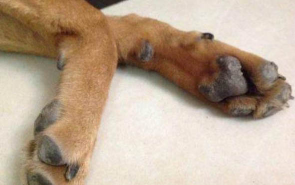 狗狗死后會不會怪主人？