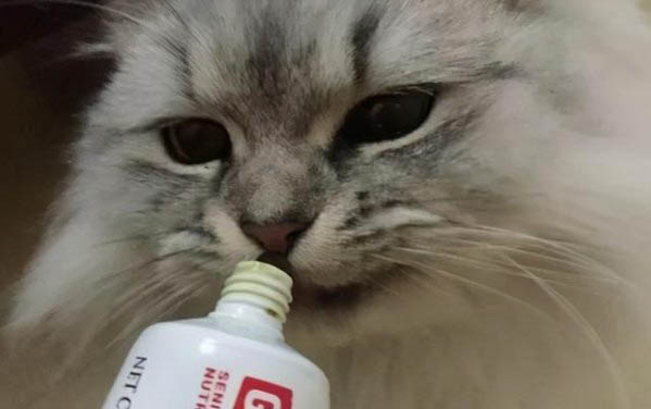 貓拉屎有點稀正常嗎