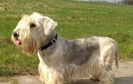 小型犬護主排行榜前五名