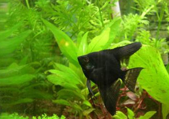 招財貓魚和鸚鵡魚能混養嗎