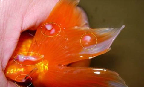 接吻魚和什么魚混養好