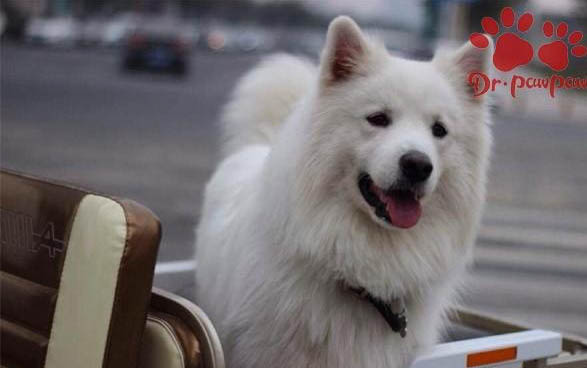 狗死了會到哪里