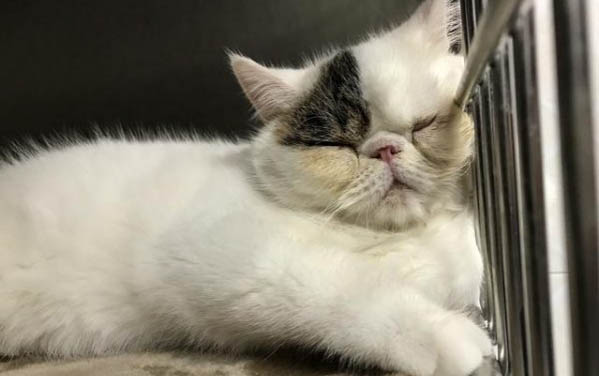 貓咪老流眼淚是為什么