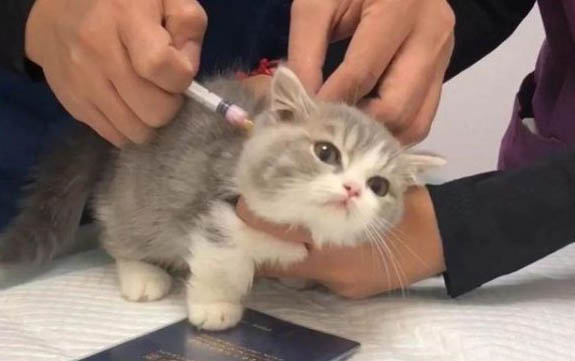 貓能不能吃生蝦？