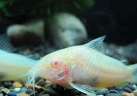 養(yǎng)魚水質(zhì)偏硬怎么辦