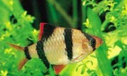 娃娃魚能和魚一起養嗎