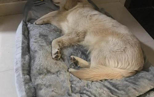 狗狗發燒可以吃小兒感冒顆粒嗎