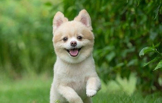 哪里有賣博美犬
