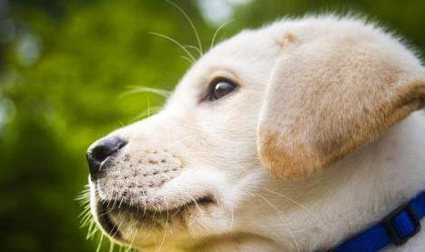 棉花面紗犬為什么要賣那么貴