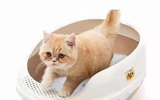 貓咪食欲不振精神萎靡總是趴著