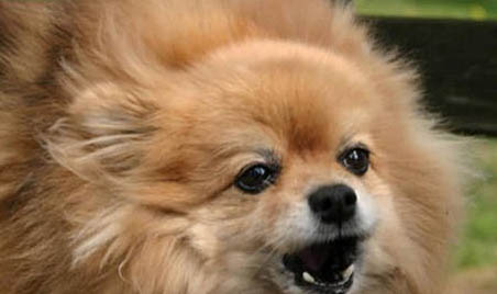 狗狗冠狀病毒一般會存活多久