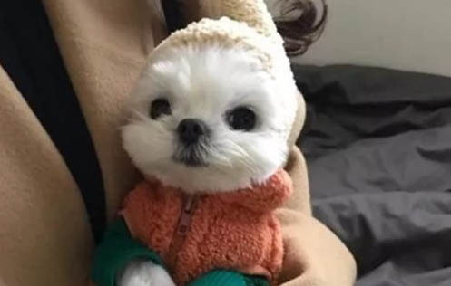 適合女生養的狗狗有哪些