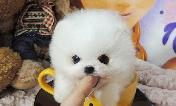 茶杯犬一般能活多少年？