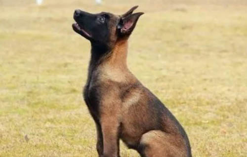 馬犬和德牧哪個好
