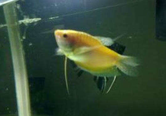 金魚多少天曬水養(yǎng)一次