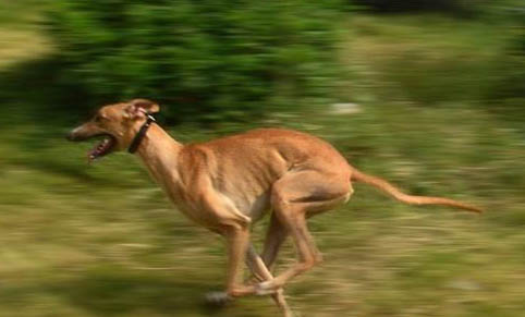 黑色靈緹犬多少錢(qián)一只
