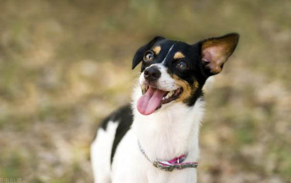 狗狗帶狗繩不會走