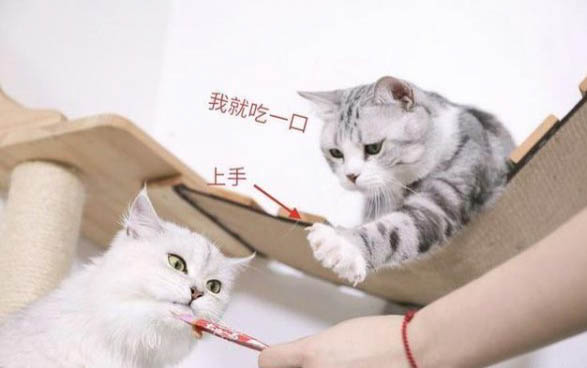 貓咪寶寶為什么總是咬人呢